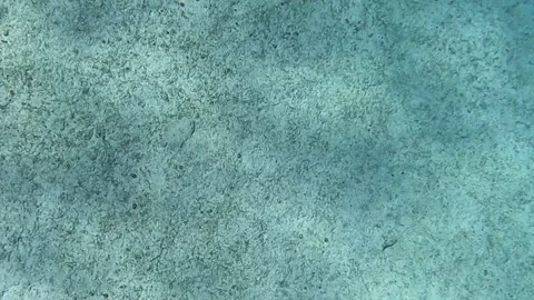 A peacock flounder swimming at Turtle reef on the sandy floor in the clear .. Stock Footage 237143350