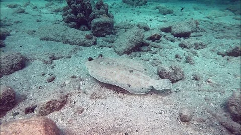 Peacock Flounder Swims Across Ocean Bottom Stock Footage 88176653