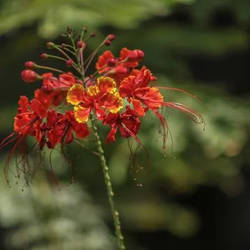 A Peacock Flower Stock-Fotos