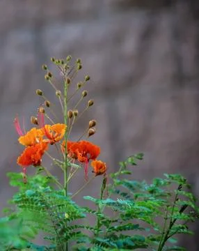 Peacock Flower Foto stock