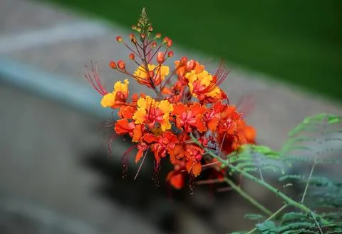 Peacock Flower Stock-Fotos