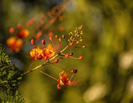 Peacock Flower Stock Photos