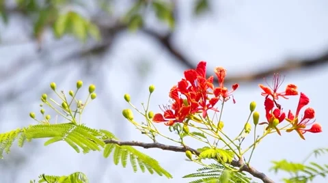 Peacock flower on the tree Stock Footage 48957478