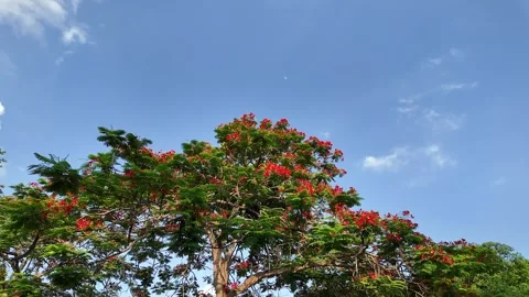 Peacock flower on tree swaying in the wind against blue sky background. Vídeo Stock 277491752