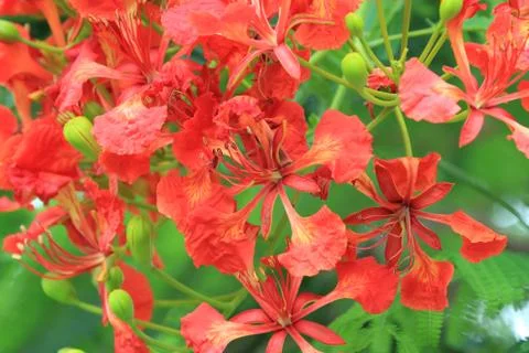 Peacock Flower,Flame Tree,Flamboyant Stock Photos