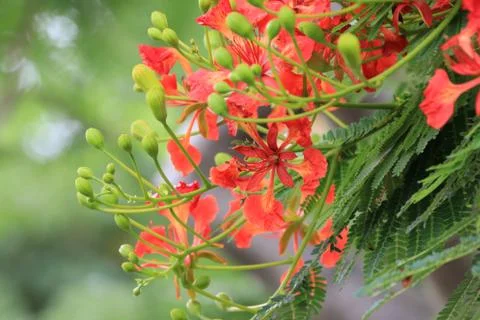Peacock Flower,Flame Tree,Flamboyant Stock Photos