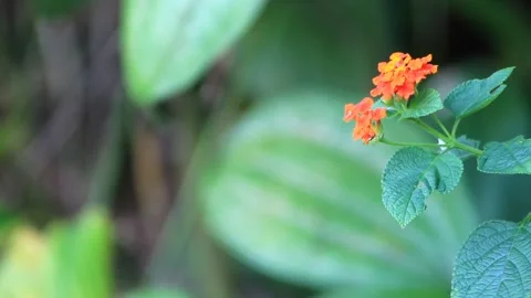 Peacock flowers Stock Footage 196680387