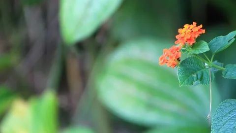 Peacock flowers Stock Footage 196680448