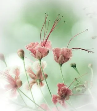 Peacock flowers Stock-Illustration