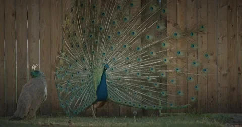 Peacock fluffs up his tail and dances in front of the female. Indian Peacock Ha Stock Footage 341152258