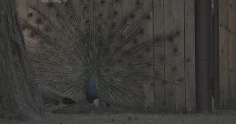 Peacock fluffs up his tail and dances in front of the female. Indian Peacock Stock Footage 341349746