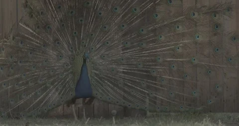 Peacock fluffs up his tail and dances in front of the female. Indian Peacock Stock Footage 341357110