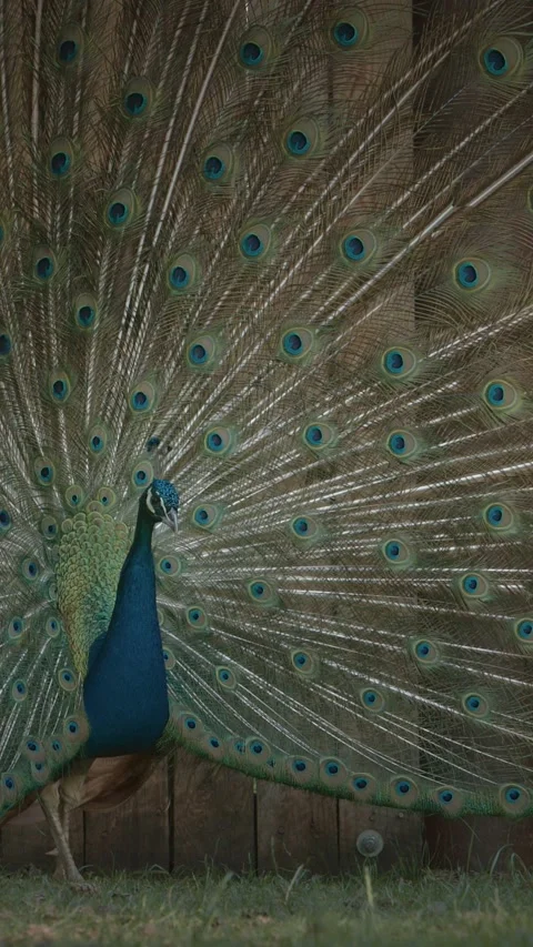 Peacock fluffs up his tail and dances in front of the female. Indian Peacock Stock Footage 341363591