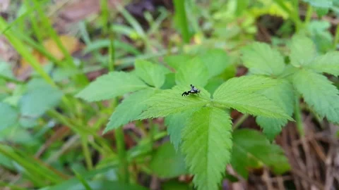 Peacock fly perched on a leaf of Rubus rosifolius plant. 4k. Video stock 285862828