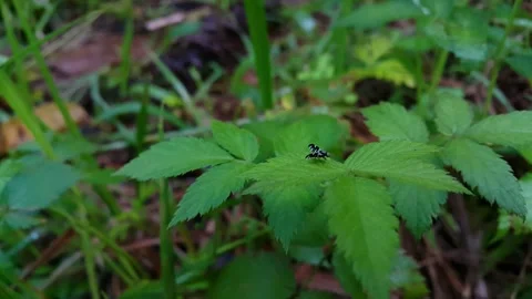 Peacock fly perched on a leaf of Rubus rosifolius plant. 4k. Video stock 285862878