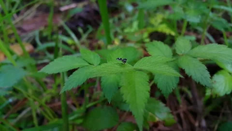 Peacock fly perched on a leaf of Rubus rosifolius plant. 4k. Video stock 286752560