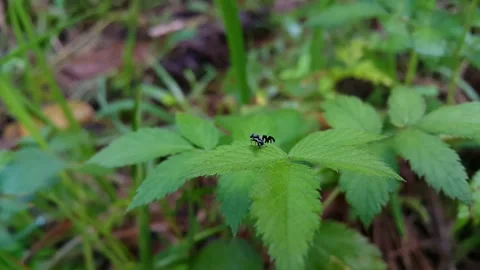 Peacock fly perched on a leaf of Rubus rosifolius plant. 4k. Video stock 286752578