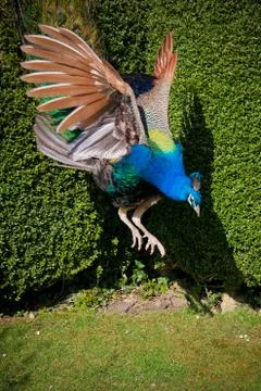 Peacock flying down Stock Photos