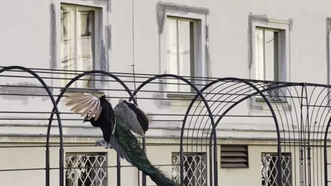 Peacock flying wings spread 4K Dolby Vision HDR video Stock Footage 332350819