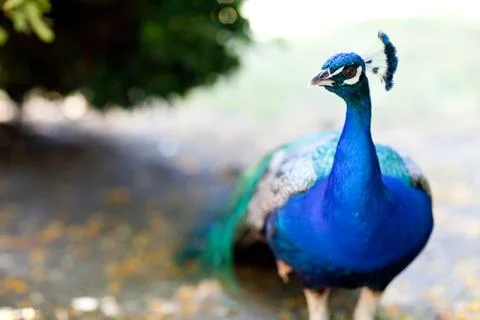 Peacock - focus on the head Stock Photos