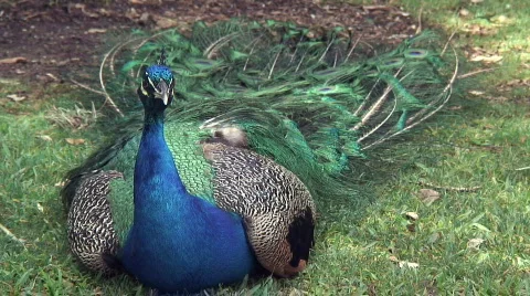 Peacock Vidéo 90820