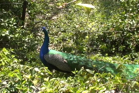 Peacock  動画素材 335791