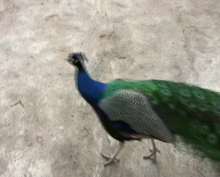 Peacock Vídeo Stock 345844
