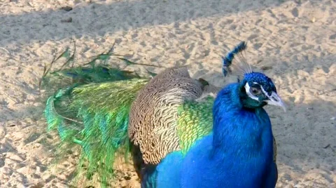 Peacock Stock-Footage 365558