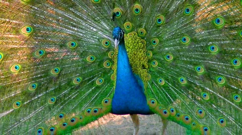 Peacock Video stock 365594