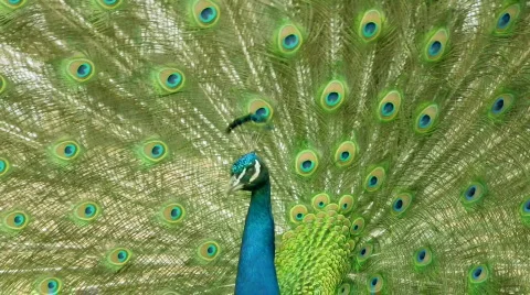 Peacock Video stock 437018