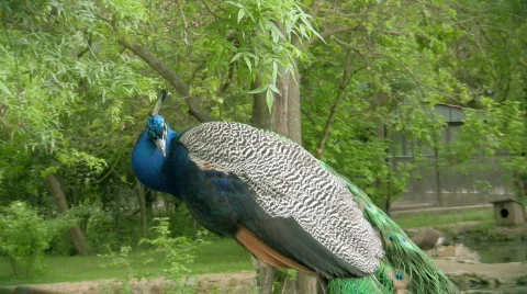 Peacock Video stock 437092