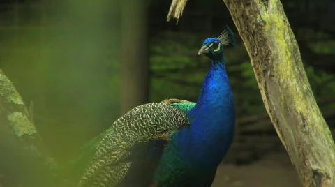 Peacock Video stock 533647