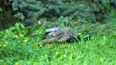 Peacock Stock Footage 863958