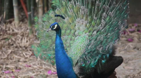 Peacock Video stock 5297284