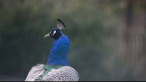 Peacock Stock-Footage 7906261