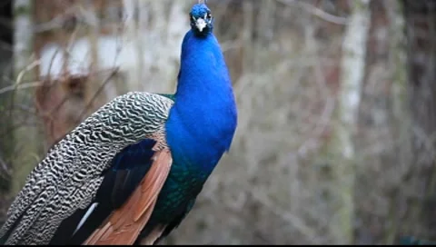 Peacock Stock-Footage 7906758