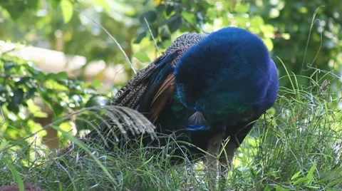 Peacock Stock Footage 8251699