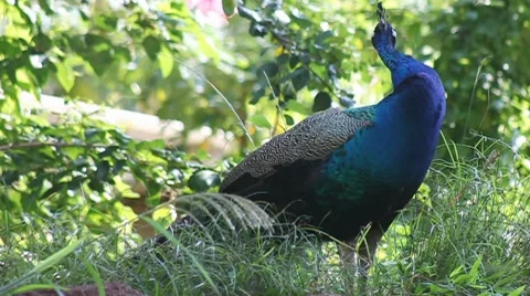 Peacock Stock Footage 8265654