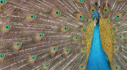 Peacock Stock Footage