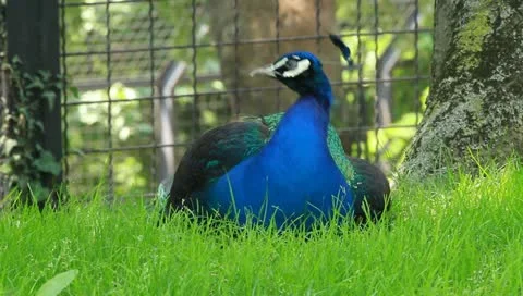 Peacock 動画素材 10841911