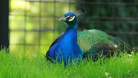 Peacock Stock Footage 10842350