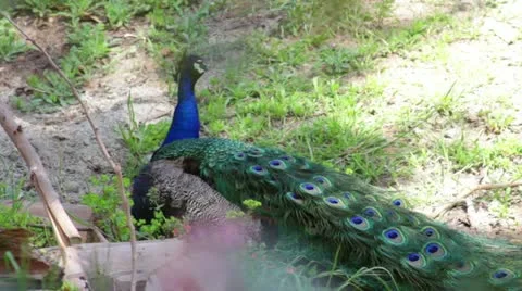 Peacock Stock Footage 10882740
