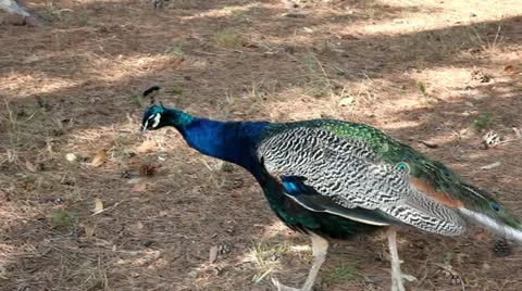 Peacock colour christmas tree ribbon