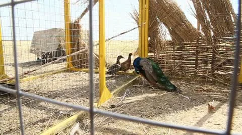 Peacock Stock Footage 11801139