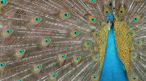 Peacock Stock Footage
