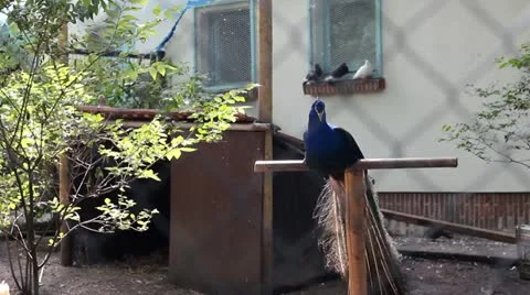 Peacock Stock-Footage 11982845