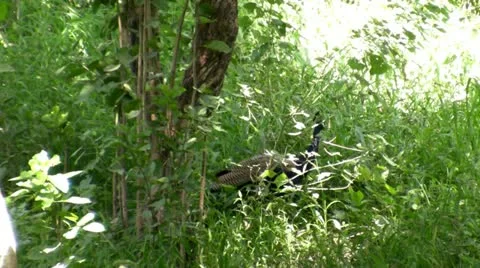 Peacock Stock Footage 12106435