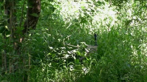 Peacock Видео 12106443