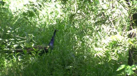 Peacock 動画素材 12118023