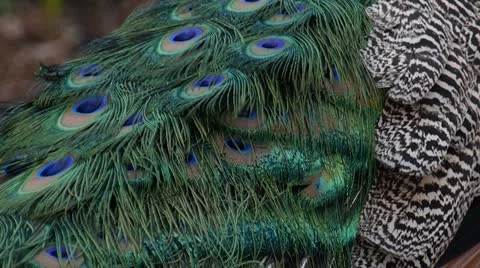 Peacock 스톡 동영상 21871544